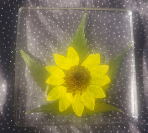 Canna Leaf Sunflower Coaster